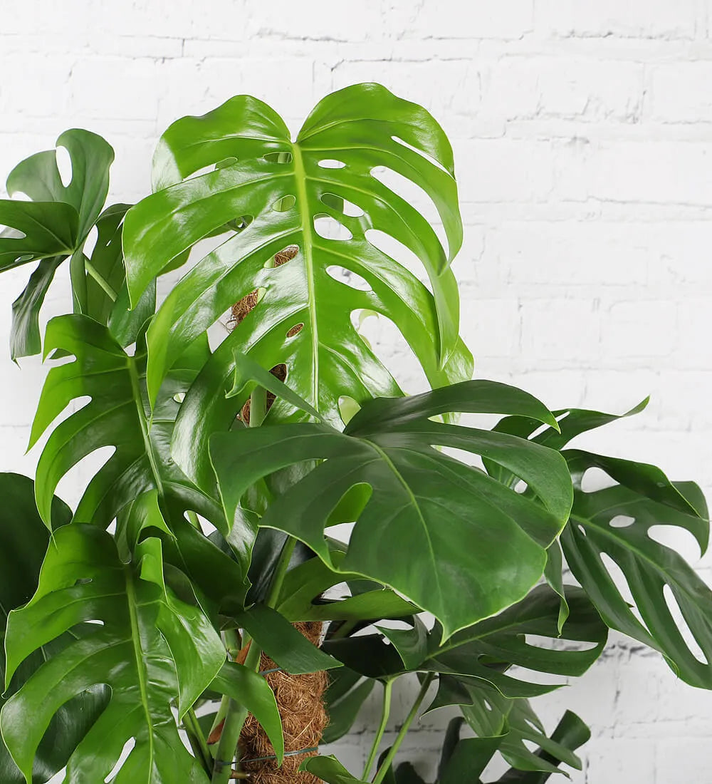 Tall Swiss Cheese Plant
