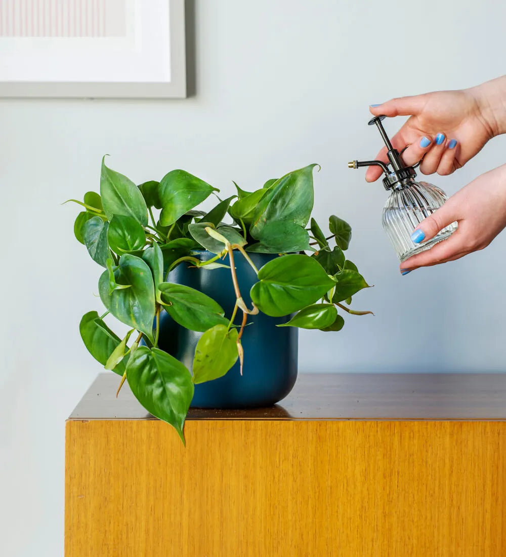 Hanging Heartleaf Philodendron
