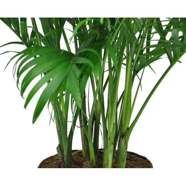 Cat Palm House Plant in 9.25-in Planter
