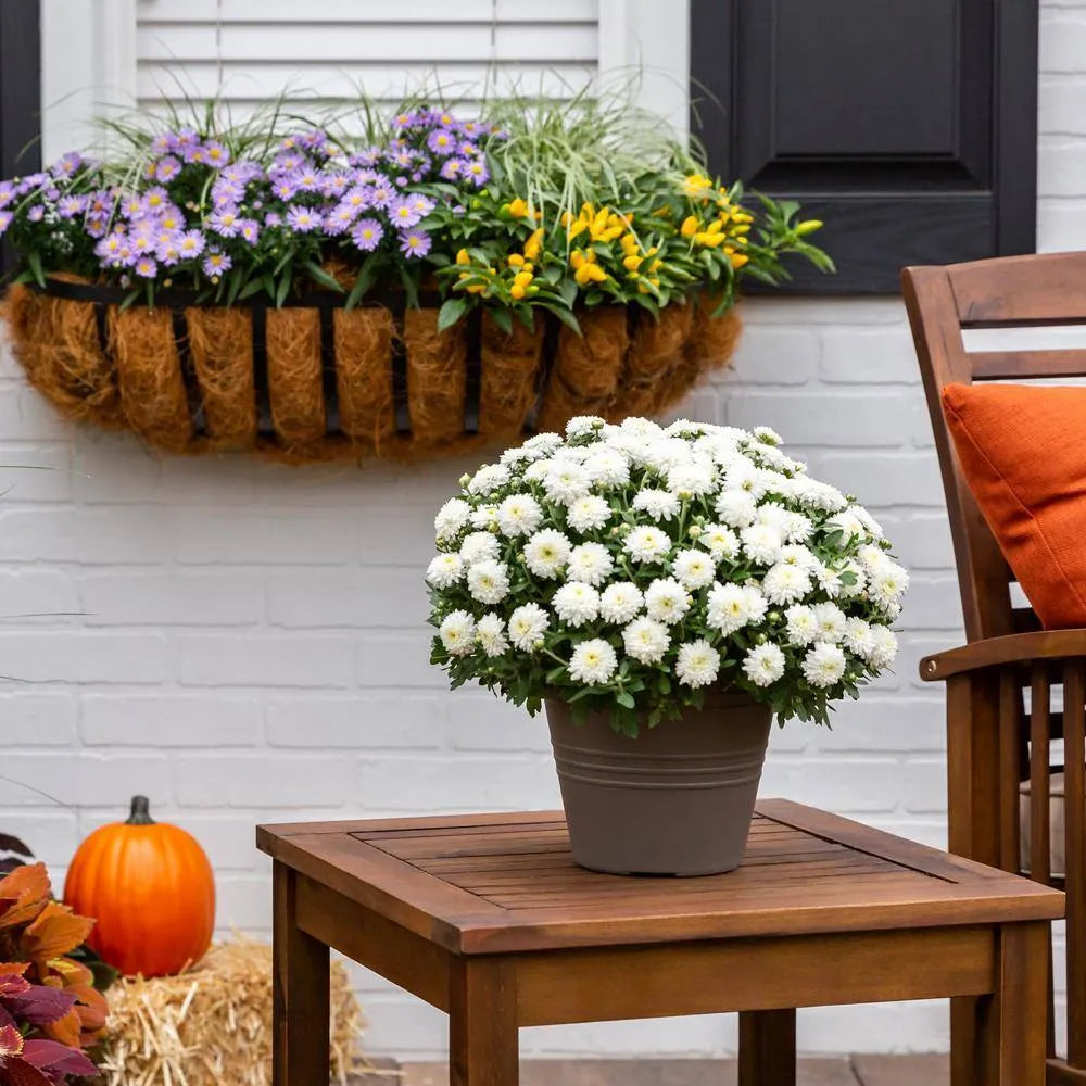 Live White Chrysanthemum (Mama) Plant