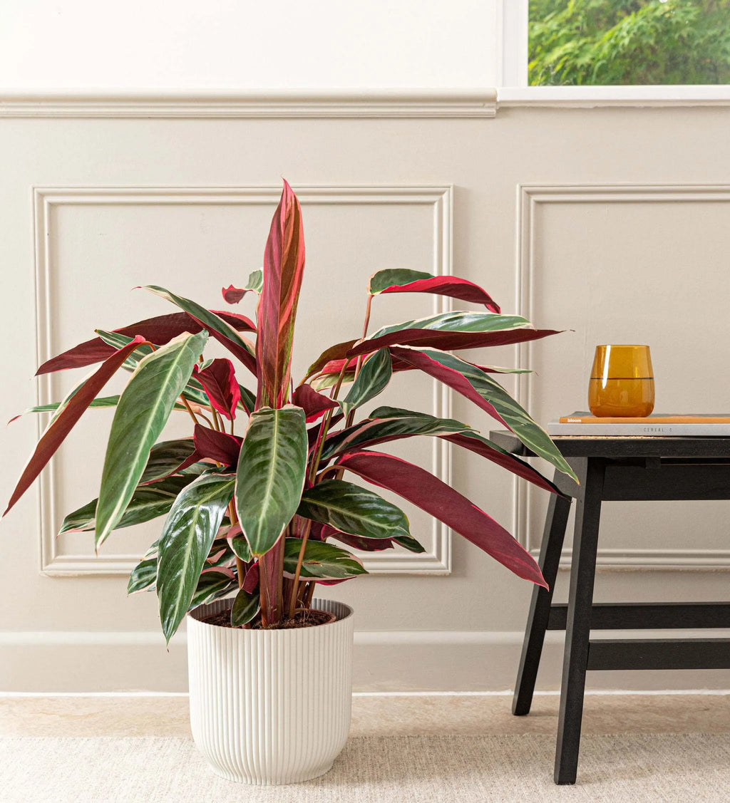 Calathea Stromanthe Triostar