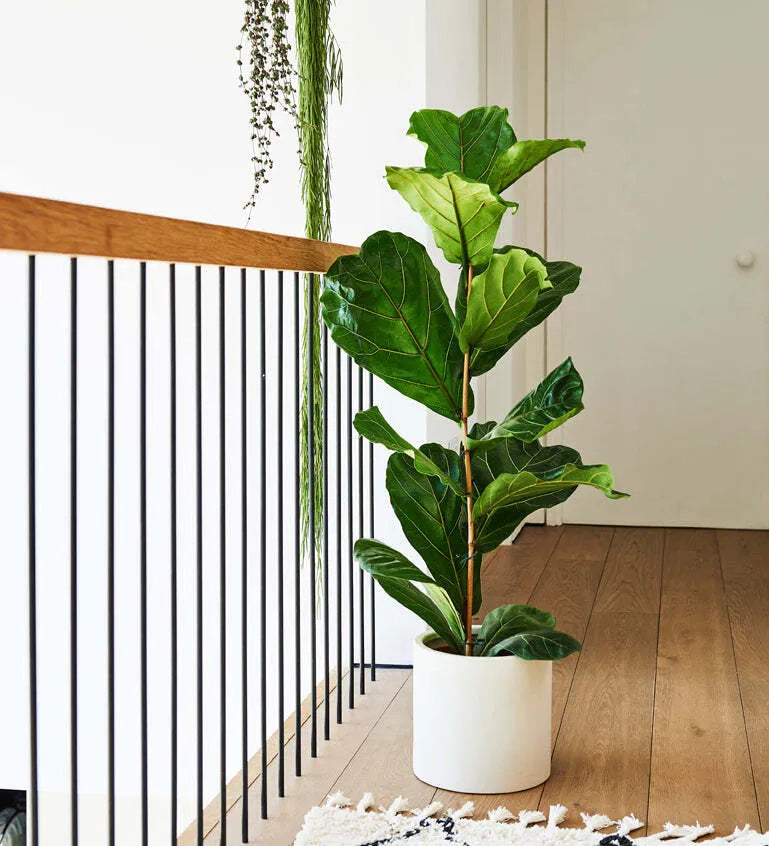 Tall Fiddle-Leaf Fig
