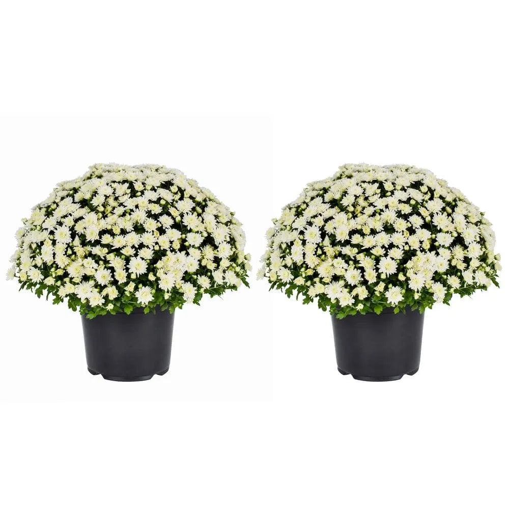 Live White Chrysanthemum (Mama) Plant