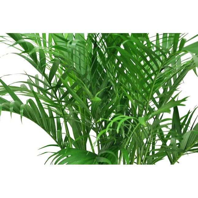 Cat Palm House Plant in 9.25-in Planter