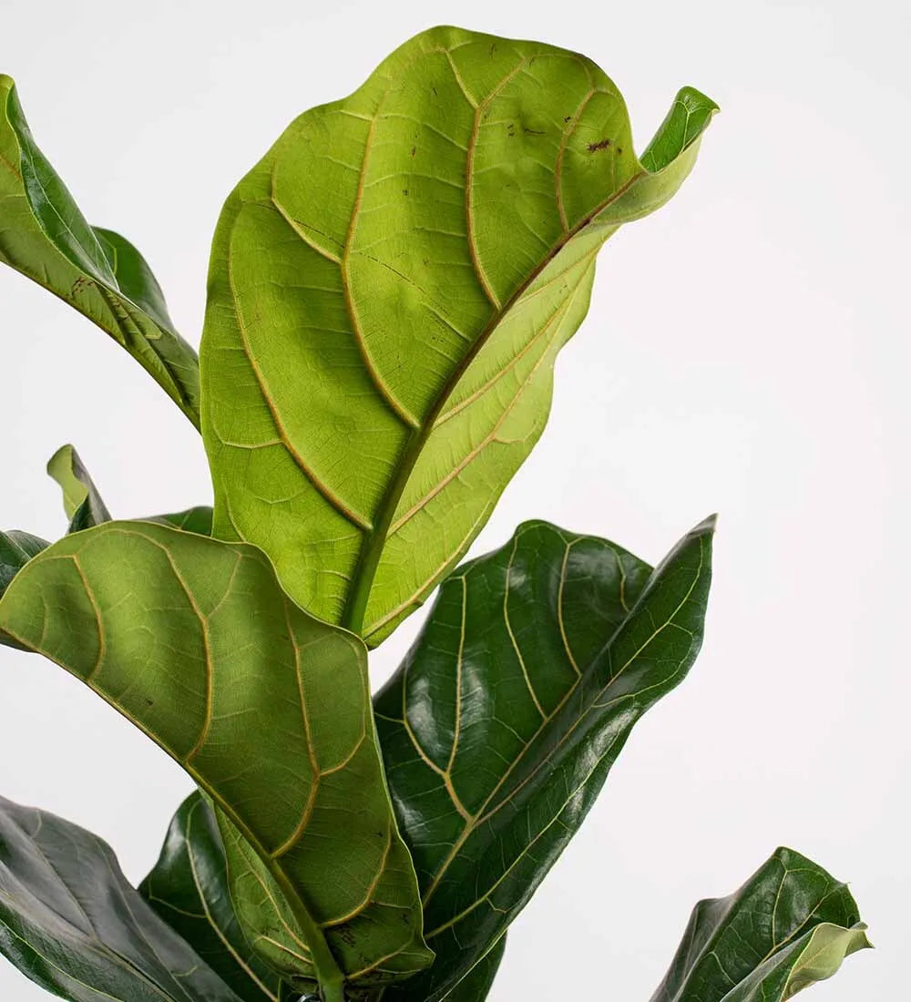 Tall Fiddle-Leaf Fig