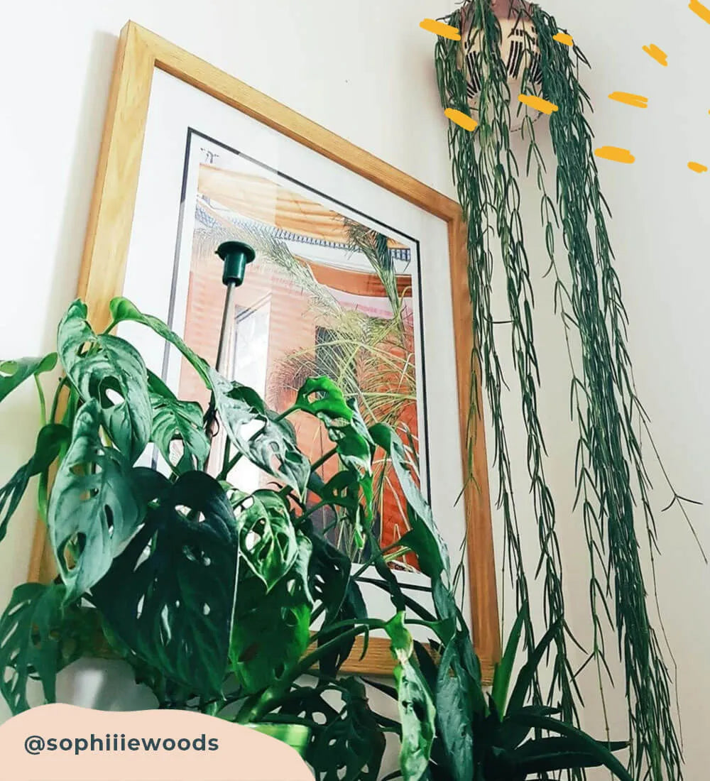 Swiss Cheese Obliqua