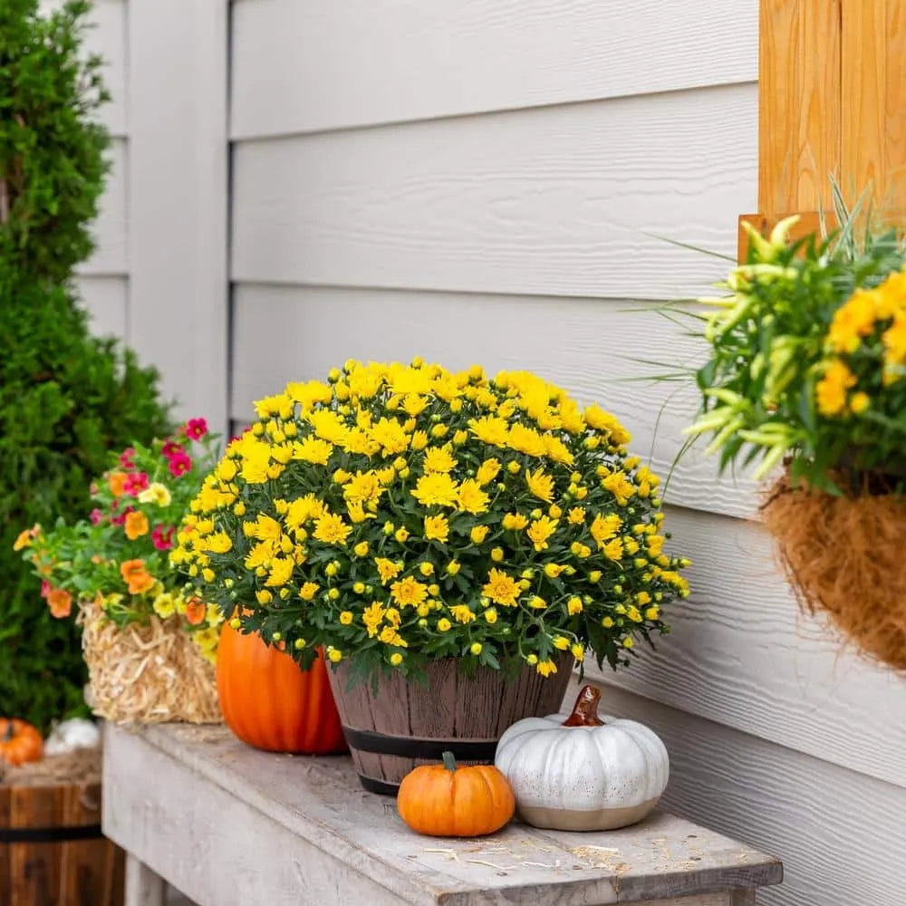 Live White Chrysanthemum (Mama) Plant