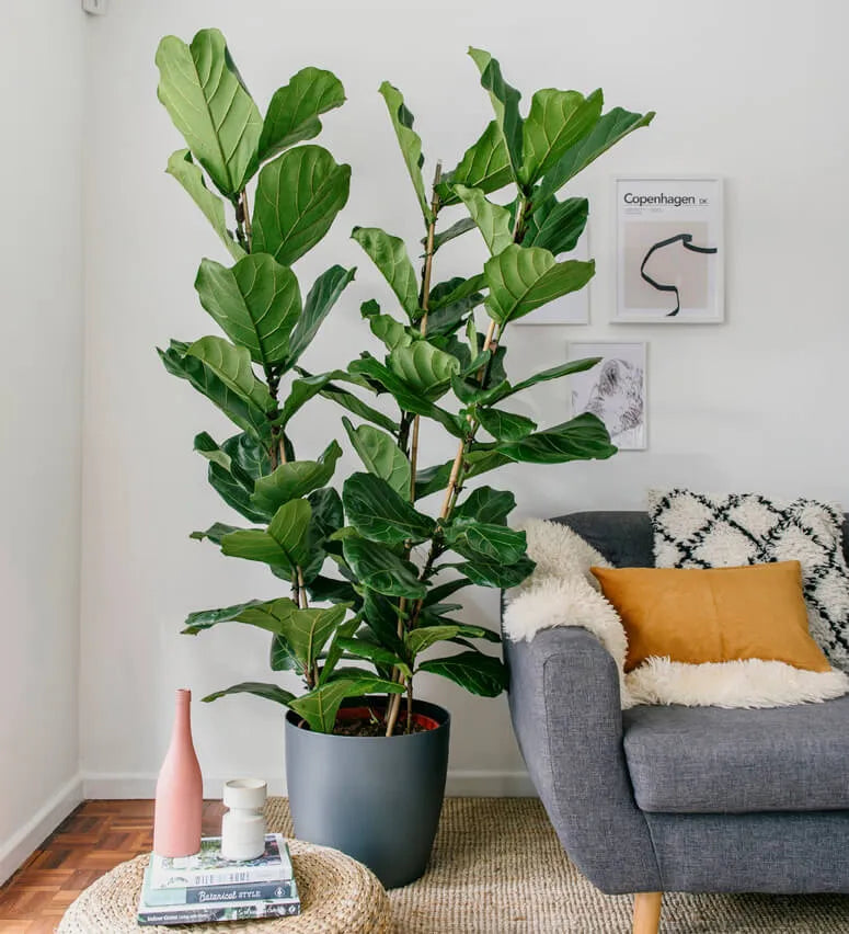 Tall Fiddle-Leaf Fig