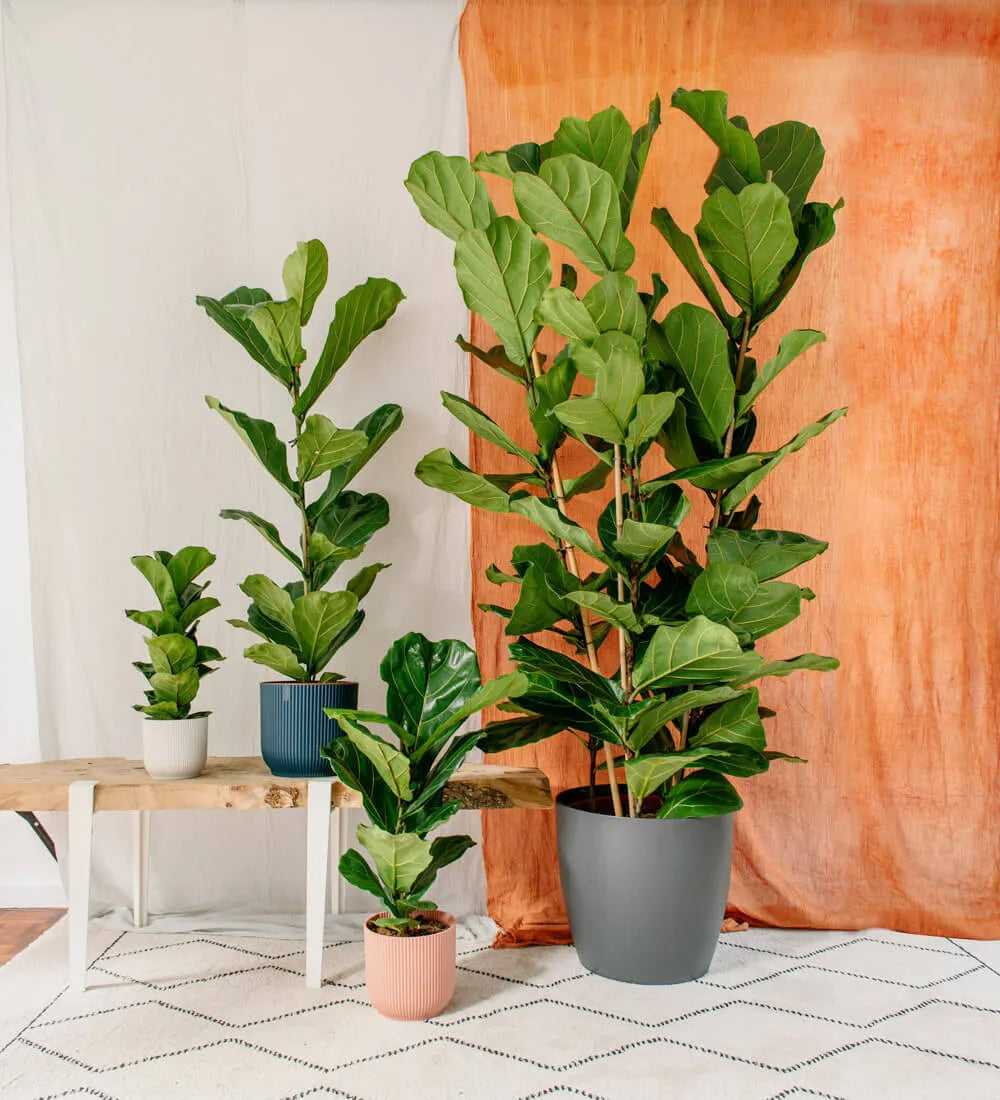Tall Fiddle-Leaf Fig