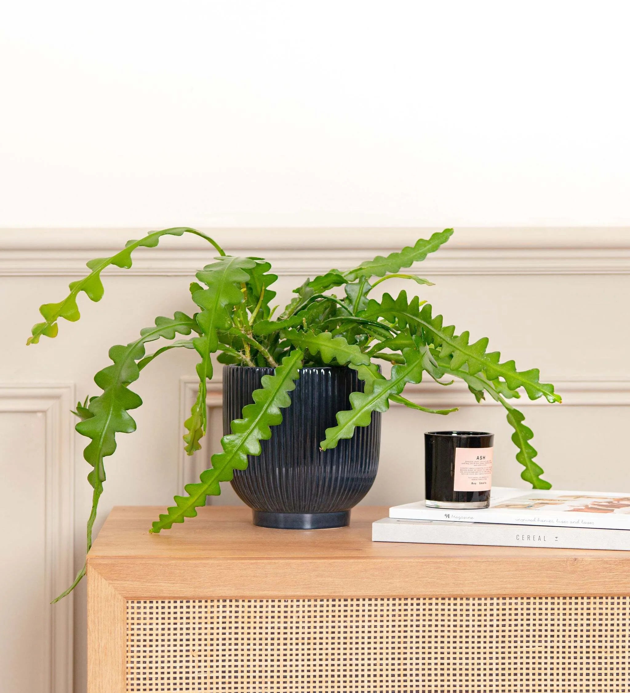 Fishbone Cactus & Pot