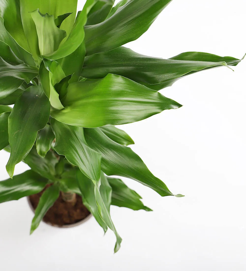 Tall Dracaena Fragrans Steudneri