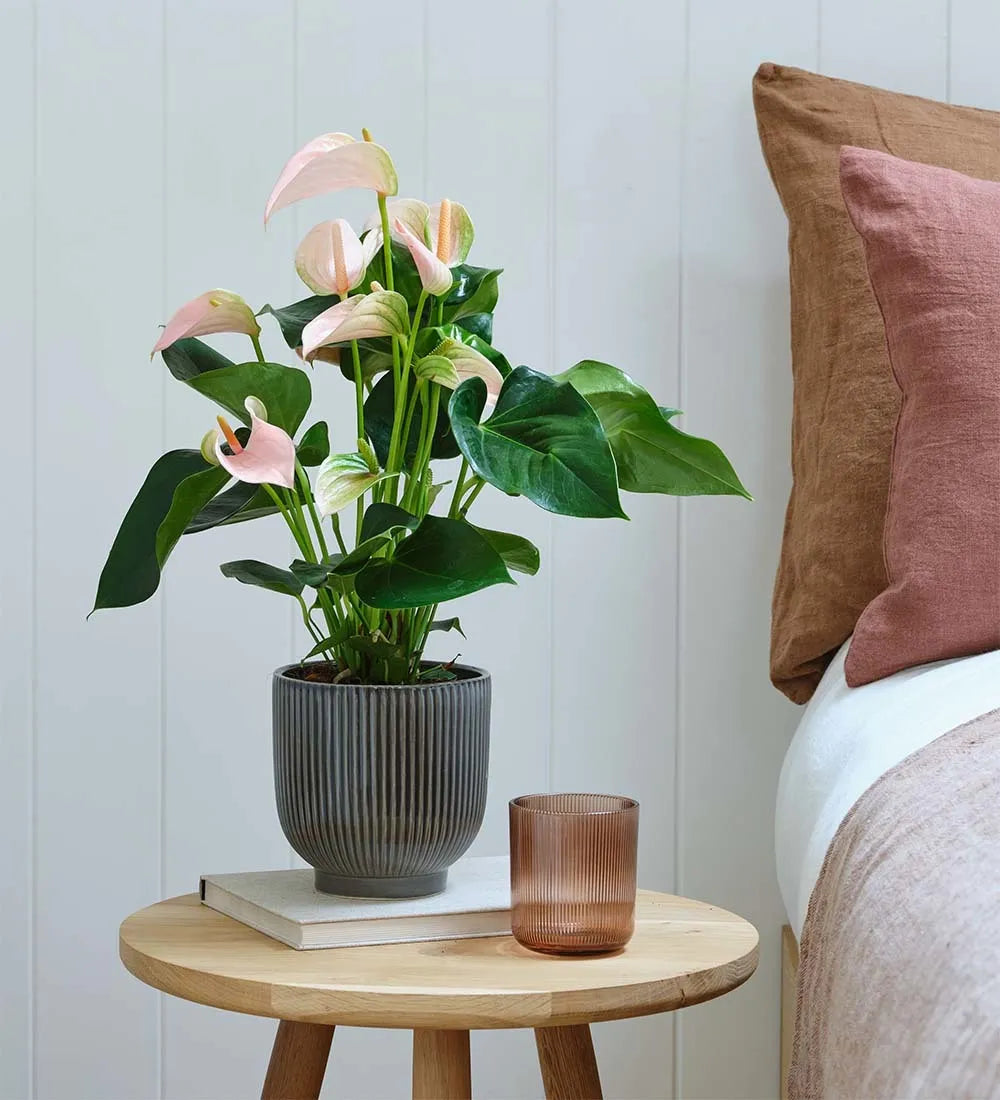 Peach Anthurium & Pot