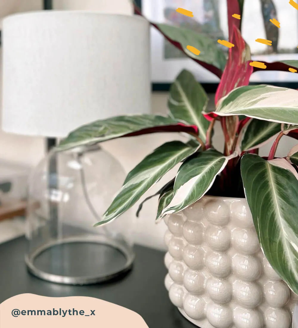 Calathea Stromanthe Triostar