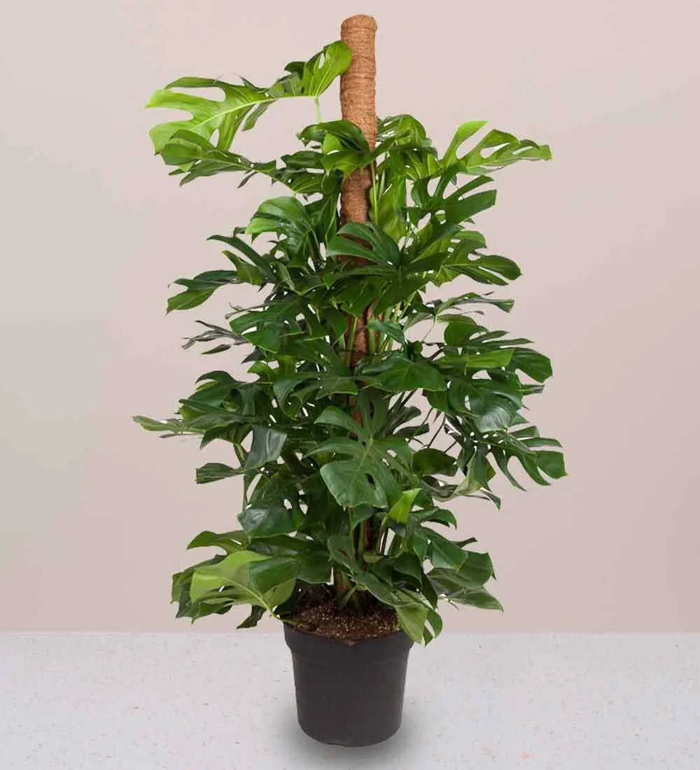Tall Swiss Cheese Plant