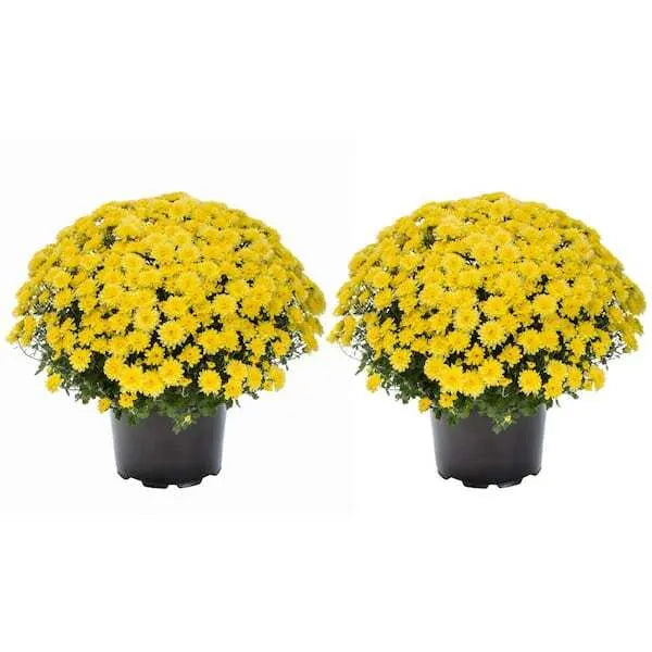 Live White Chrysanthemum (Mama) Plant